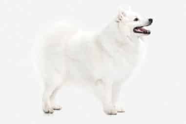 How Do You Take Care of a Japanese Spitz