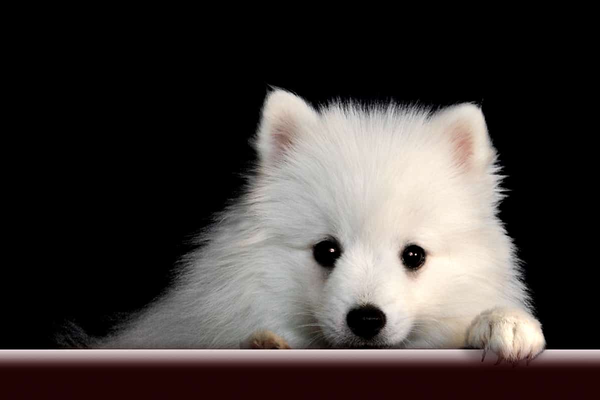 Japanese Spitz Puppies Everything You Need To Know