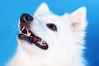 Why You Should Not Get a Japanese Spitz