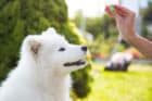 How Do You Train and Exercise a Samoyed Puppy?