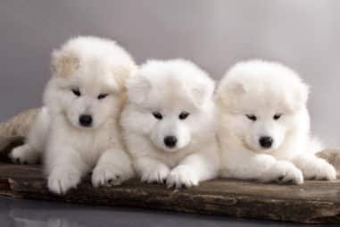 How Do I Pick a Samoyed Puppy?
