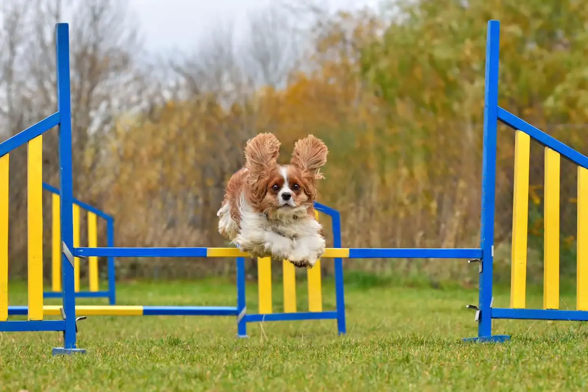 How to Train and Exercise a Cavalier King Charles Spaniel?