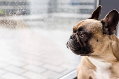 Can You Leave French Bulldogs Alone?