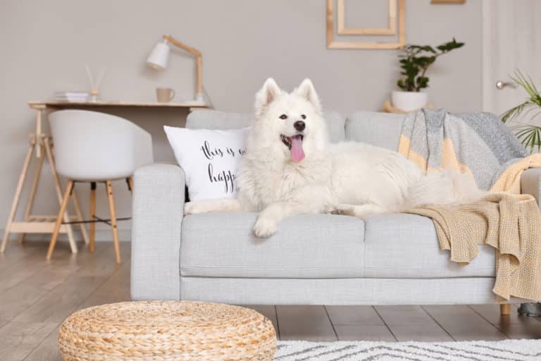 Can a Samoyed Live in an Apartment or a Small House?