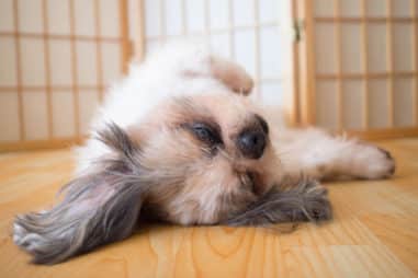 How to Get Your Shih Tzu the Best Sleep
