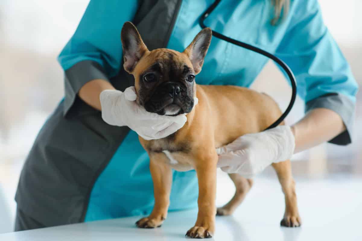 Are French Bulldogs Healthy?