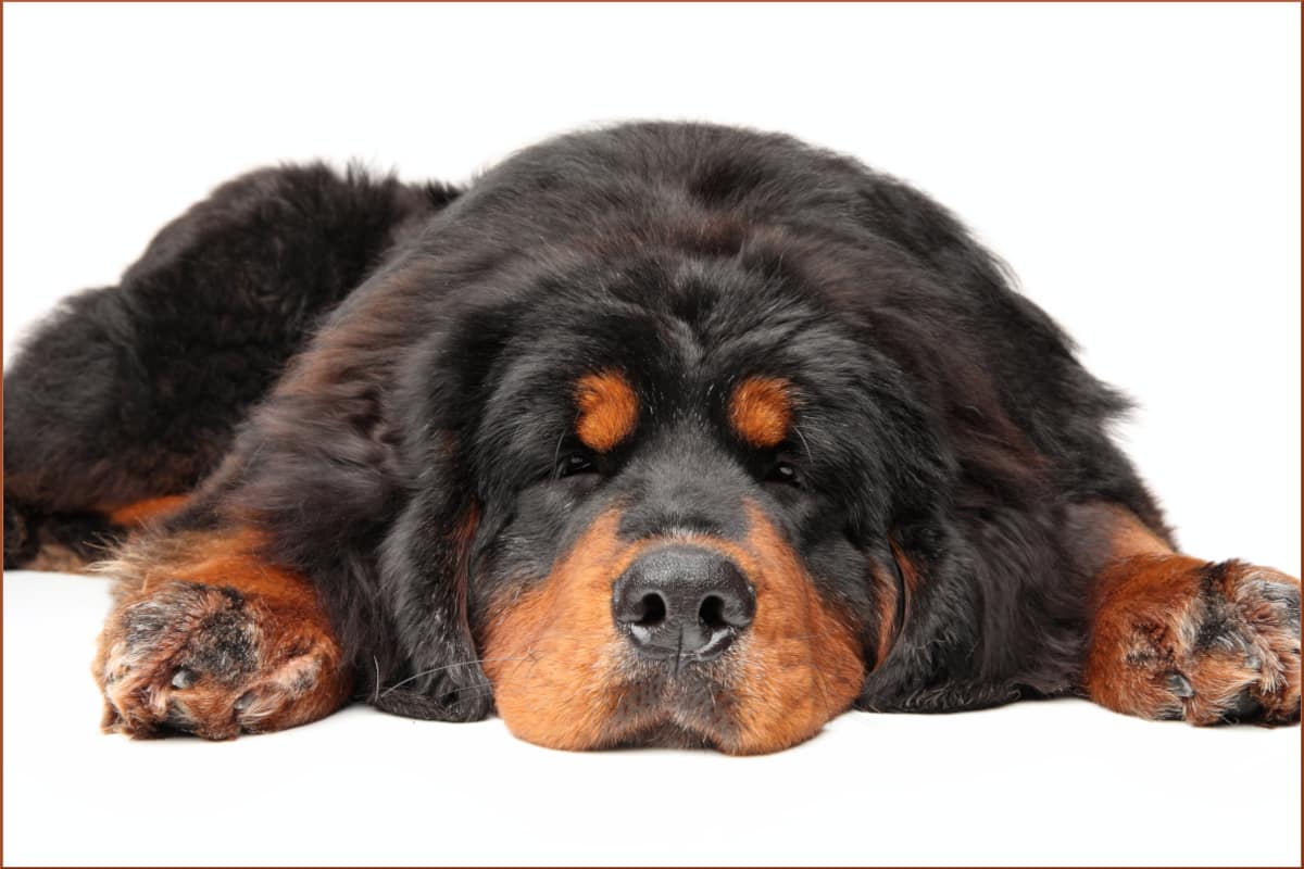 Are Tibetan Mastiffs Healthy or Unhealthy?