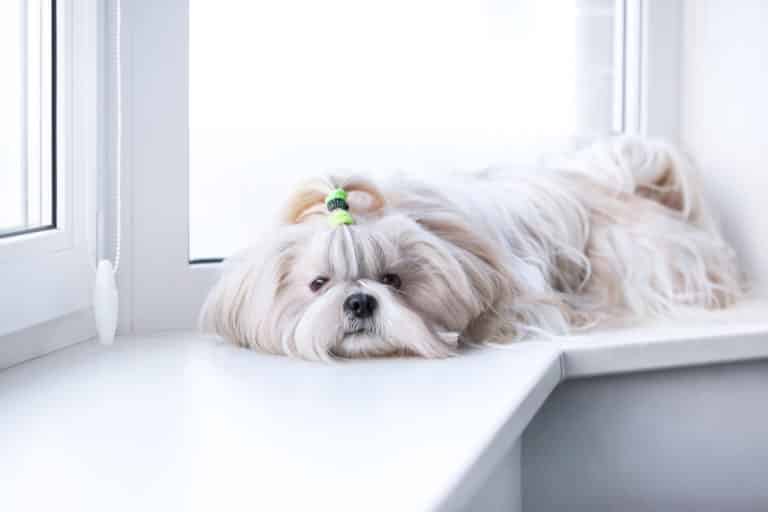 Can Shih Tzu Be Left Alone?