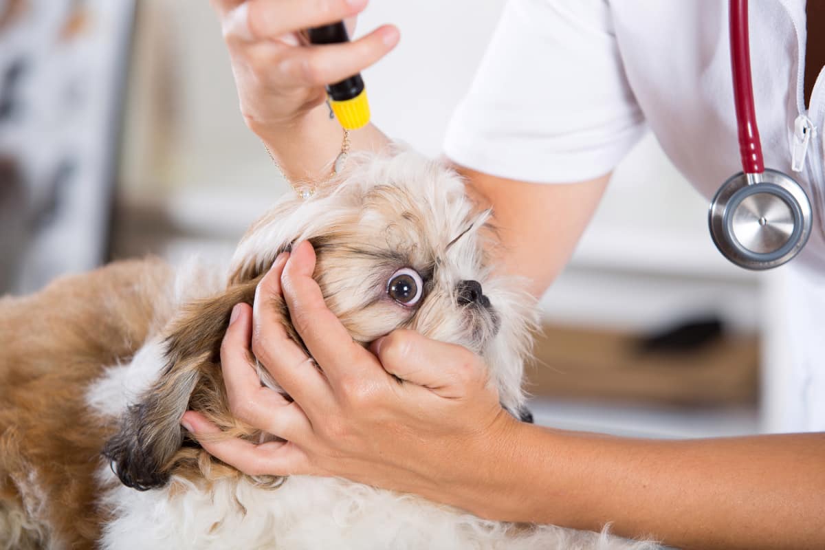 Do Shih Tzu Have Health Problems?