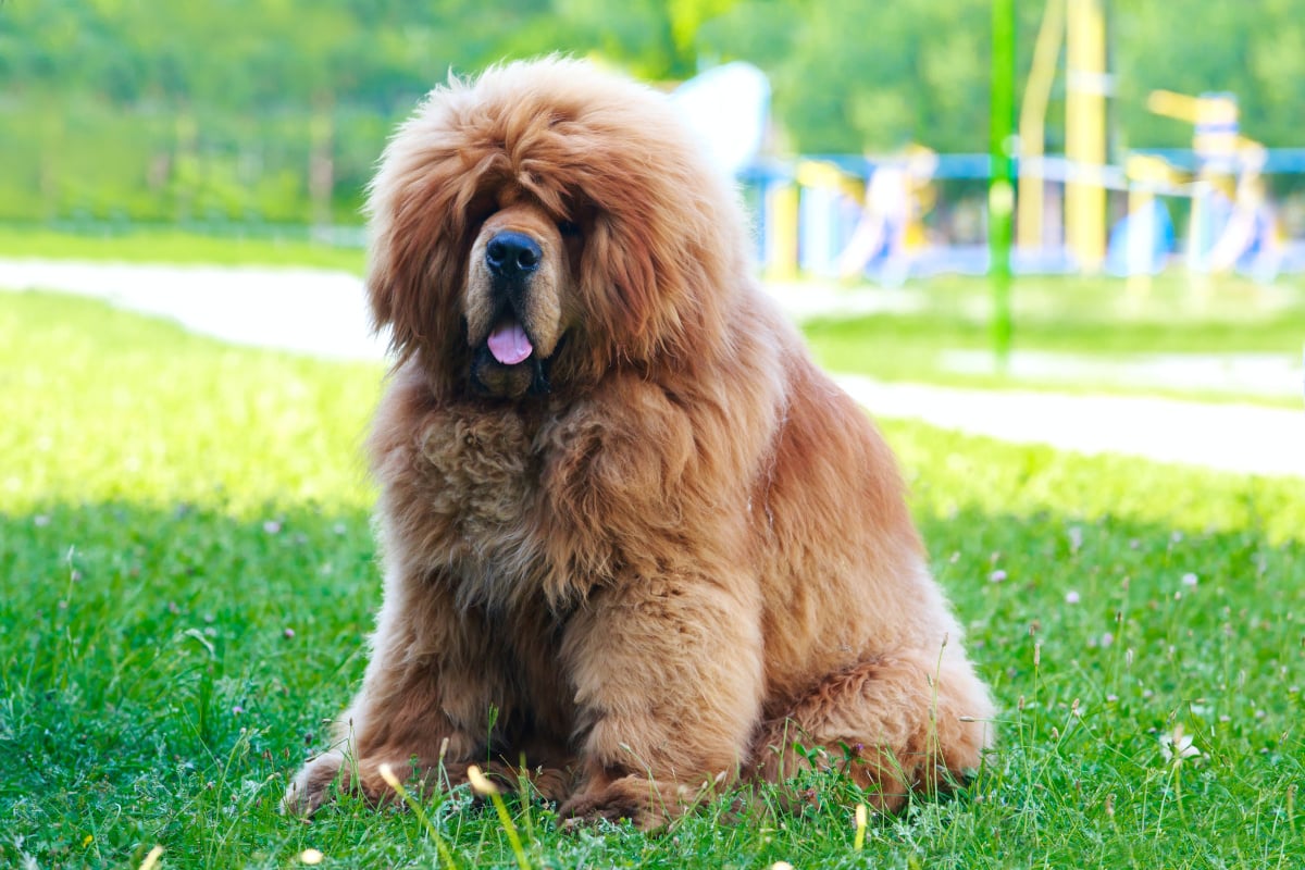 Do Tibetan Mastiff Dogs Shed?