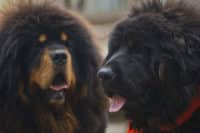 Everything You Should Know About the Tibetan Mastiff Breed
