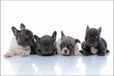 How Much Are French Bulldog Puppies?