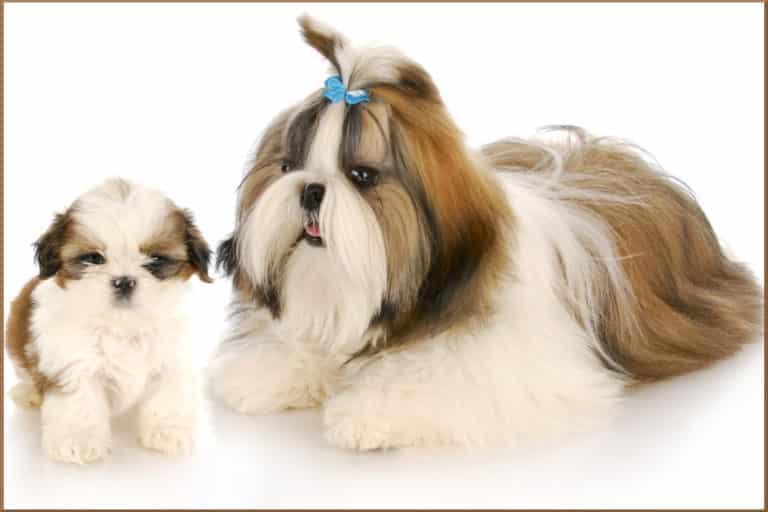 How Much Should You Pay for a Shih Tzu Puppy?