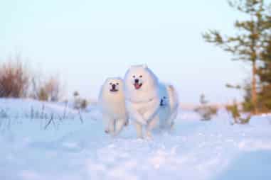 Is a Samoyed an Outdoor Dog?