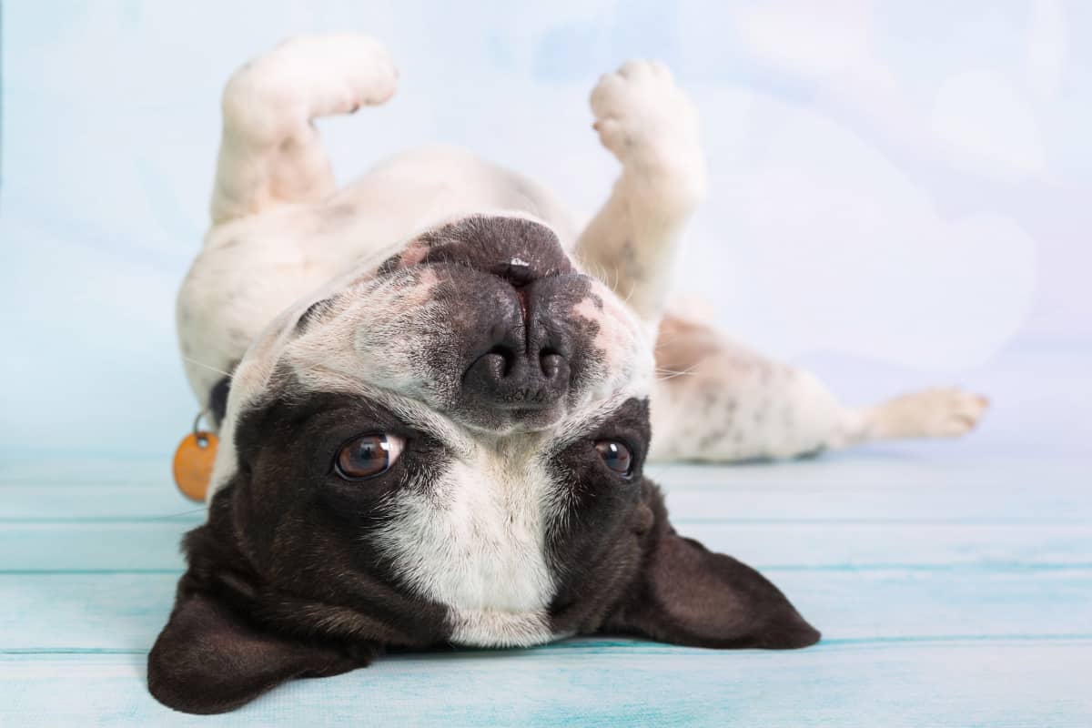 What Are French Bulldogs Like as Pets?