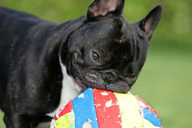 What Are the Cons of Having a French Bulldog?