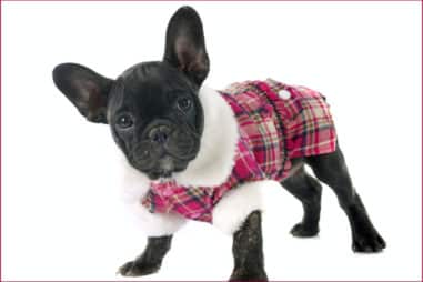 What Do I Need for a French Bulldog Dog?