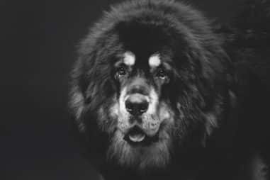 Why Should I Not Get a Tibetan Mastiff?