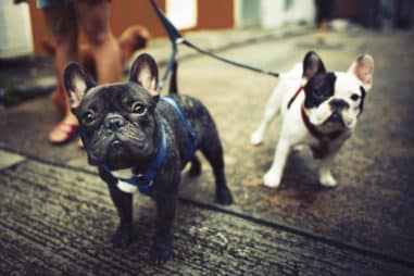 Will my French Bulldog Get Along With Other Animals?