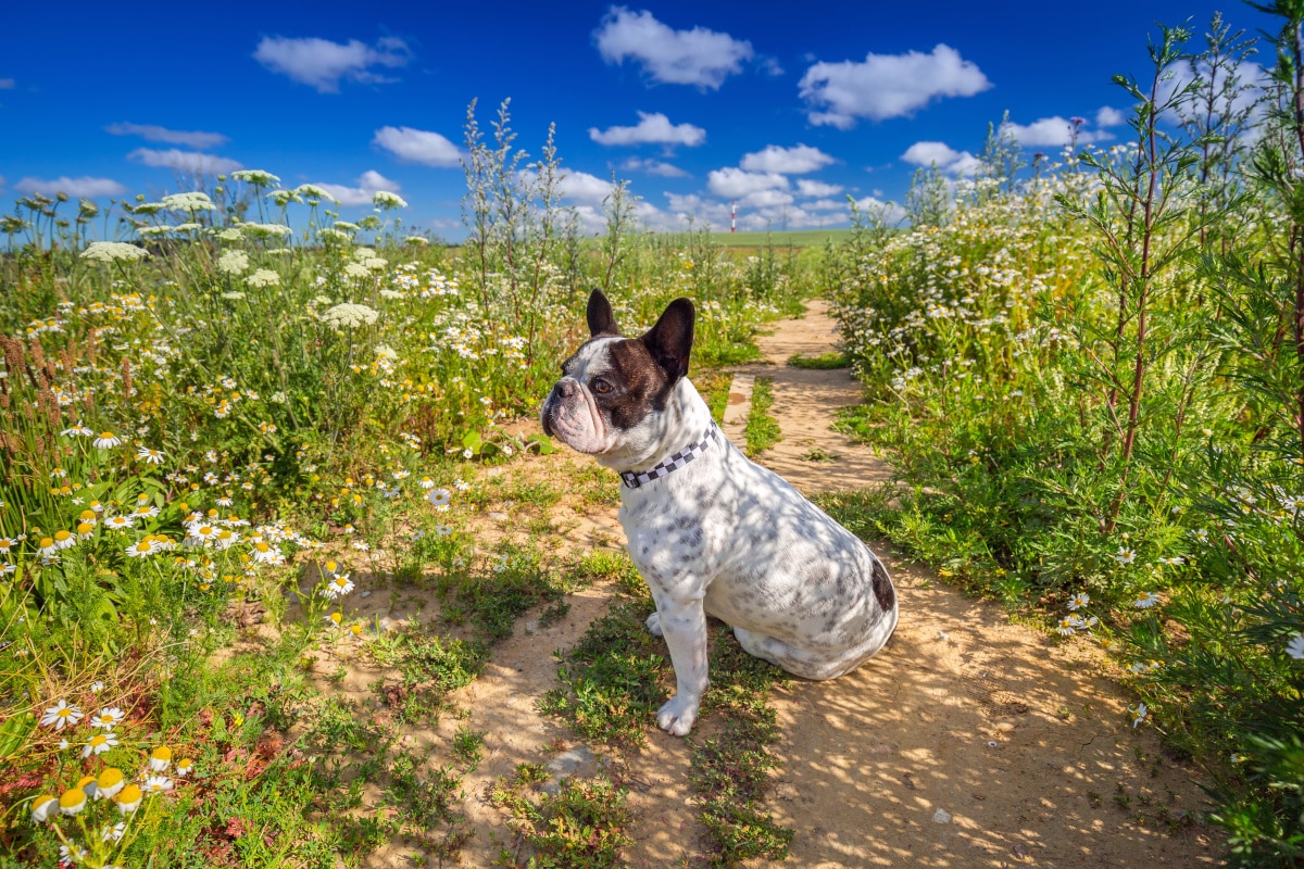 Do French Bulldogs Prefer to Be Inside or Outside?