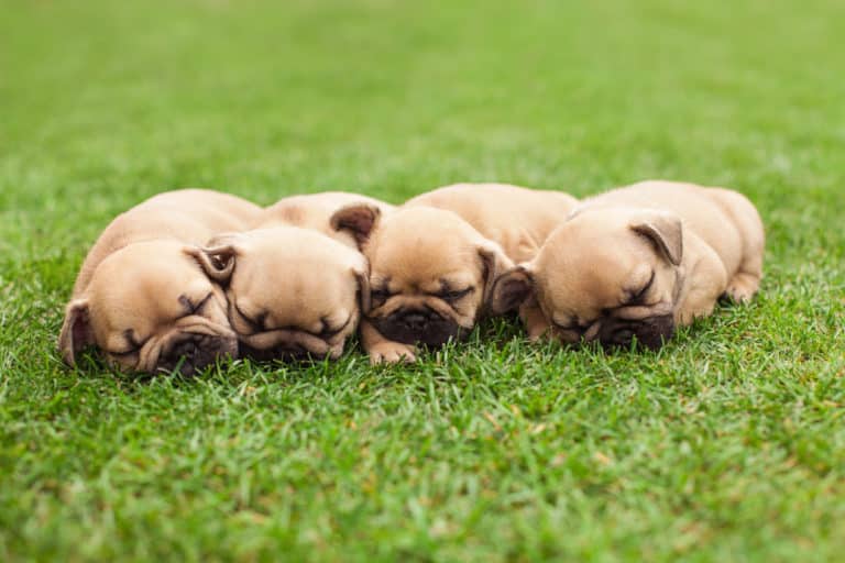 Everything You Need to Know About French Bulldog Sleep