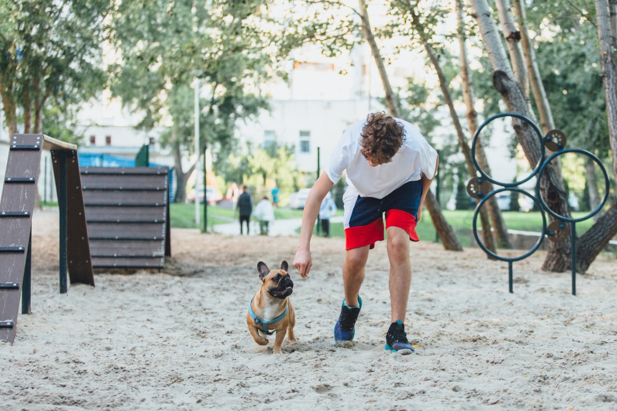 How Much Exercise Should a French Bulldog Get a Day?