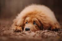 How to Care for a Tibetan Mastiff