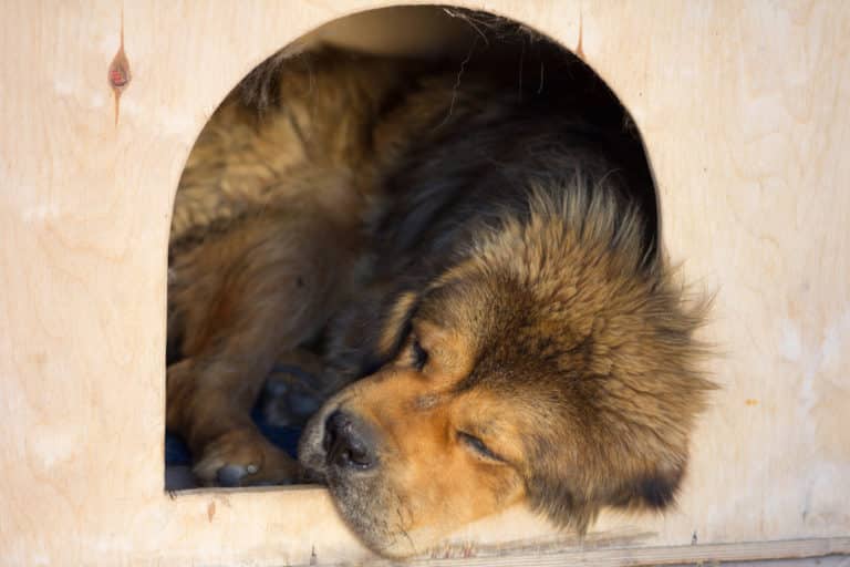 How to Get Your Tibetan Mastiff a Good Night's Sleep