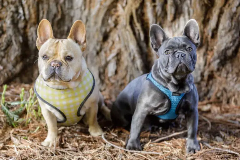The Complete Guide to the French Bulldog Breed