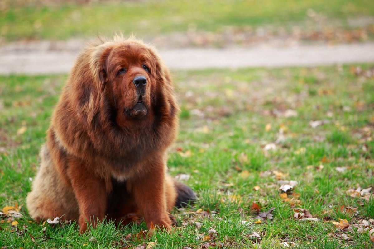 The Tibetan Mastiff Pee and Pooh Guide