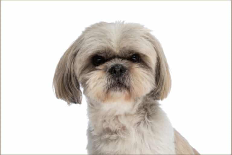 What Are Shih Tzu Like as Pets?