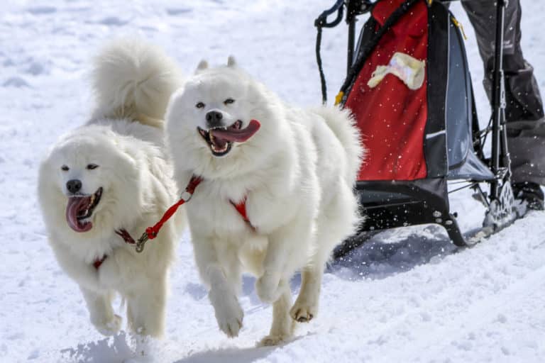 What Can a Samoyed Be Used for?