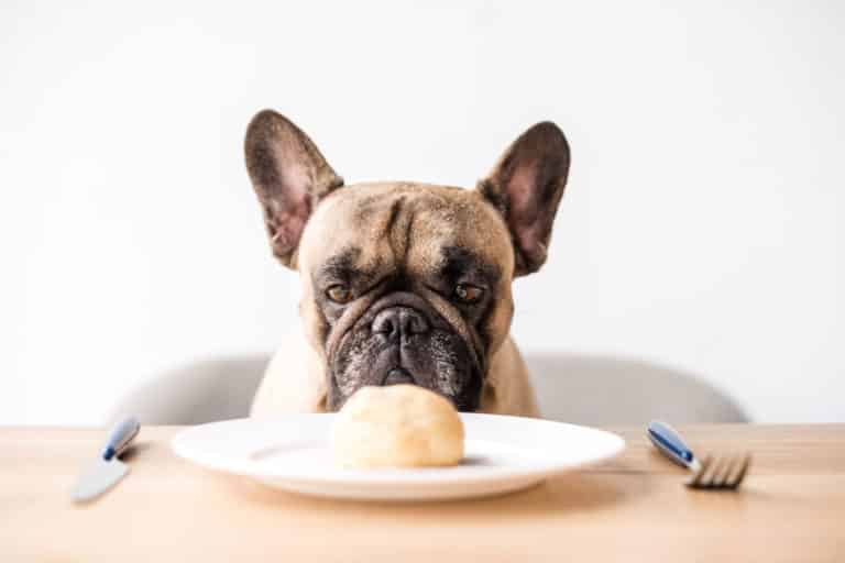 What Food Is Best for French Bulldogs?