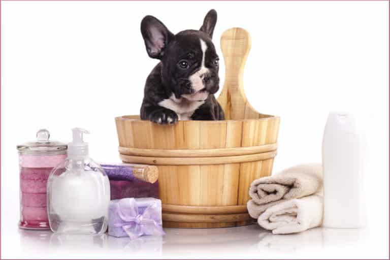 What Kind of Care Do French Bulldogs Need?