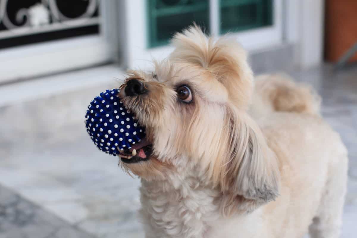 Why Should I Not Get a Shih Tzu?