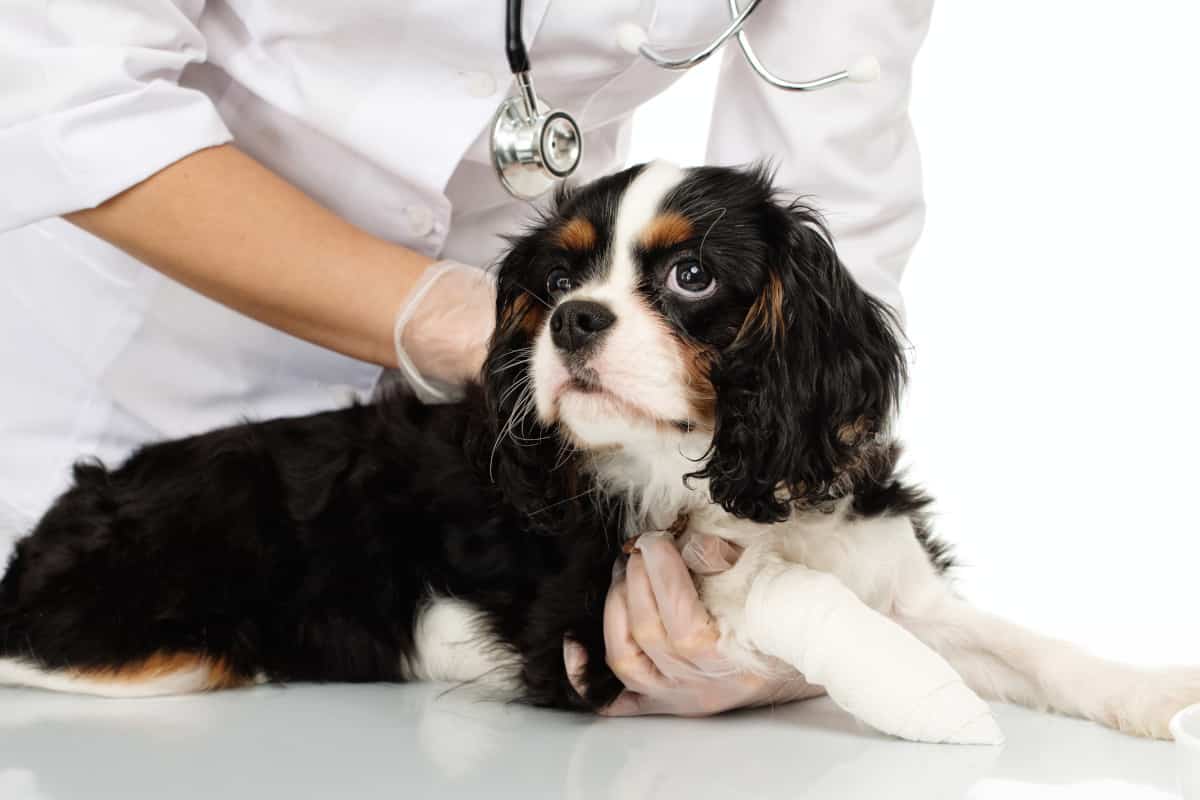 Are Cavalier King Charles Spaniels Unhealthy and How Long Do They Live 