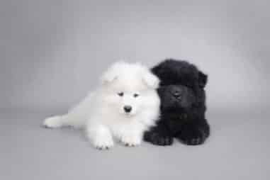 Can Samoyeds Be Different Colors?
