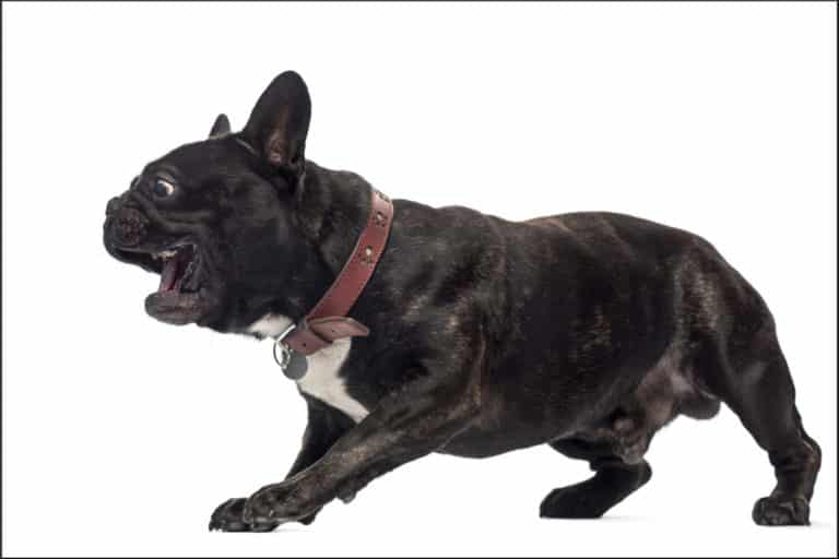 Do French Bulldogs Bark a Lot?