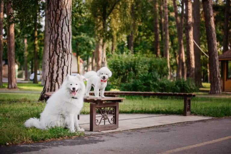 Do Samoyeds Get Along With Other Dogs, Cats, and Other Animals?