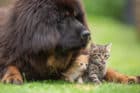 Does a Tibetan Mastiff Get Along With Other Animals?
