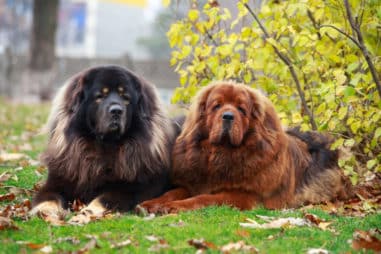 How Do I Breed My Tibetan Mastiff?