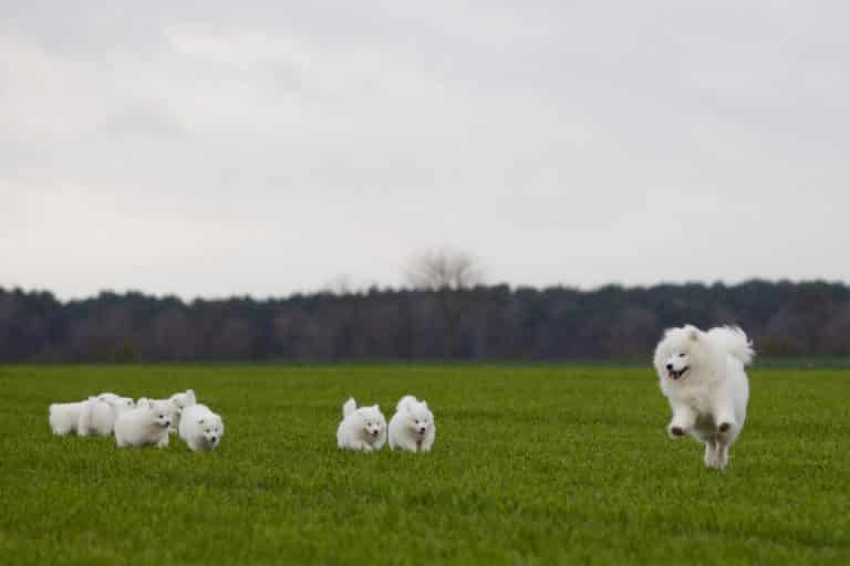 How Much Exercise Does a Samoyed Need?