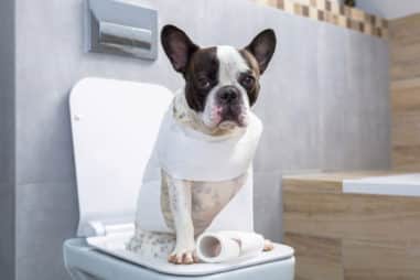 The Complete Guide to French Bulldog Peeing and Poohing