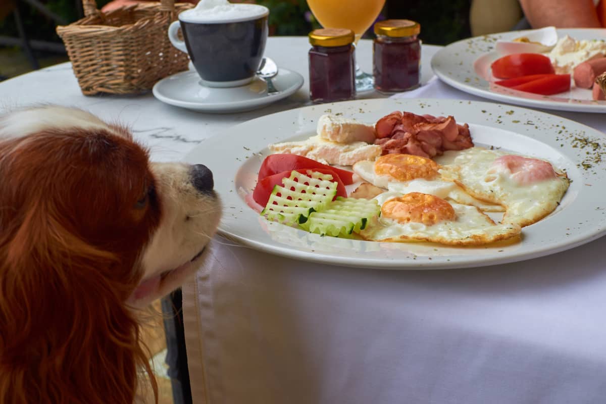 What Kind of Food Should I Feed My Cavalier King Charles Spaniel?