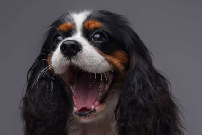 Why You (Maybe) Shouldn't Get a Cavalier King Charles Spaniel