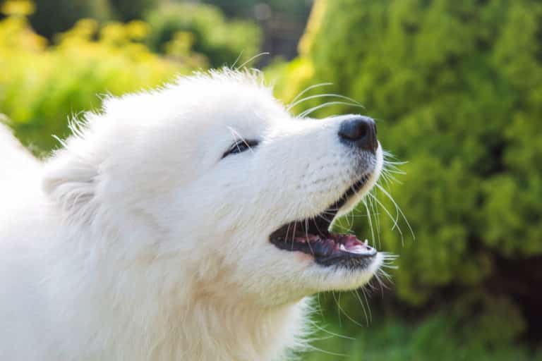 Are Samoyeds Quiet or Loud Dogs?
