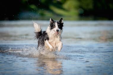 How Do Border Collies Handle Low and High Temperatures