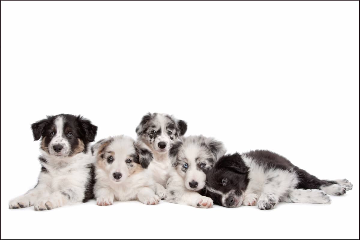 How Much Do Border Collie Puppies Cost