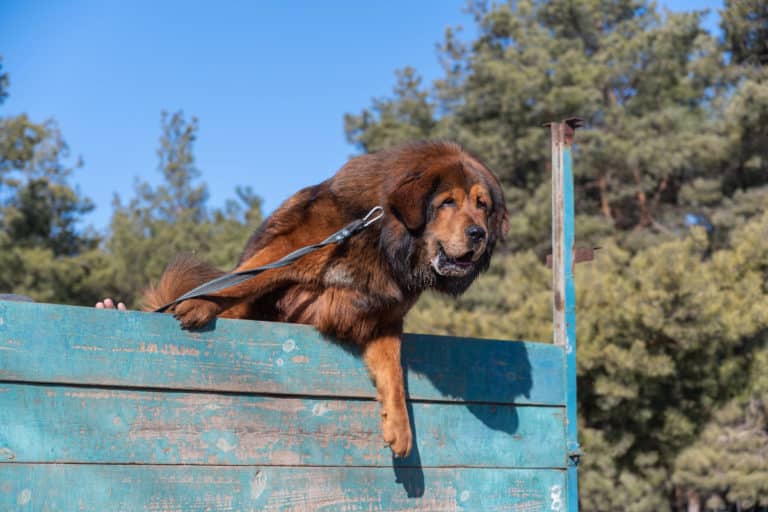 How Much Exercise Should a Tibetan Mastiff Get a Day?