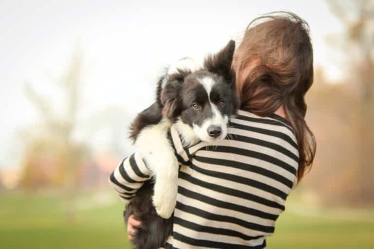 How to Hold a Border Collie